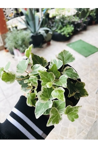 Hedera Helix Sarmaşık