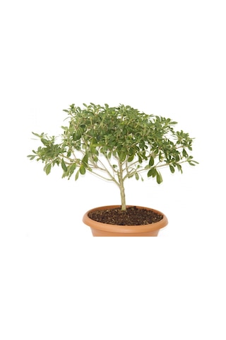 Bonsai Yıldız Çalısı Pitosporum Ev / Ofis Bitkisi