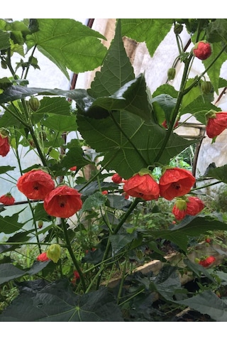 Japon Gülü chinese Rose /hardy Hibiscus Tüplü.