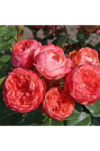 Tüplü Çok Goncalı Soğuklara Dayanıklı Kokulu Pompeji Yediveren Gül Fidanı