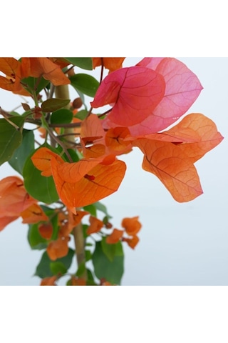 Videolu Turuncu Begonvil 90- 110 Cm 1 Adet Saksılı Çiçekli Bahçe Teras Bitkisi Bougainvillea