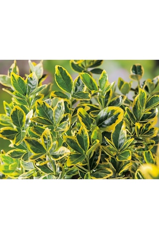Fidaan Peyzaj - Gold Taflan (2 Yaş / 3'lü Dikim/ Euonymus japonic