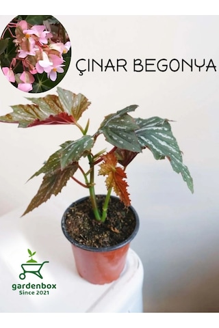 Çınar Yapraklı Çilli Begonya Çiçeği 1 Adet Saksılı 20-40cm