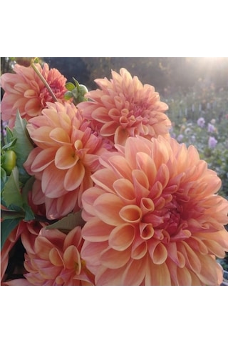 Büyük Çiçekli Go Go Peach Yıldız Dahlia Çiçeği Soğanı Yumrusu 1 Adet