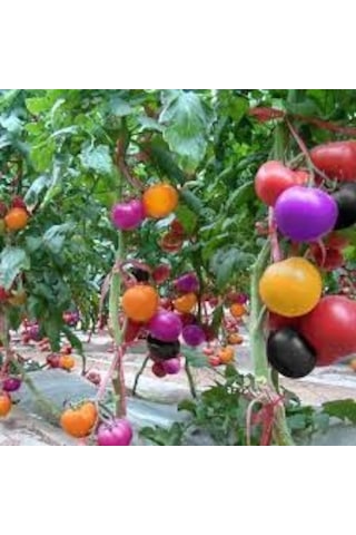 30 Adet Tohum Nadir Bulunan Gökkuşağı Rengarenk Domates Tohumu