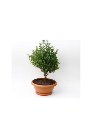 Bonsai Şimşir Fidanı Ev / Ofis Bitkisi - 2 Adet