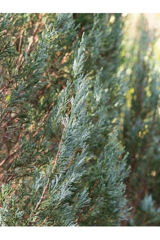 Videolu Muheteşem Renkli Mavi Leylandi Fidanı 40 60cm 1 Adet Tüplü Cupressocyparis Leylandii