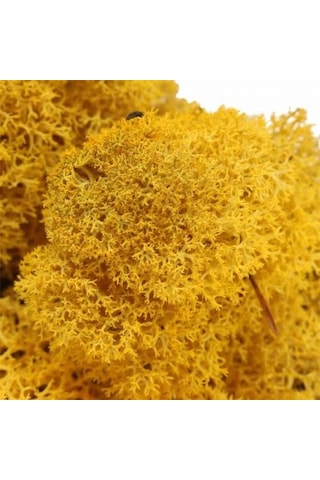 Reindeer Moss Hardal Şoklanmış Norveç Yosunu 30gr