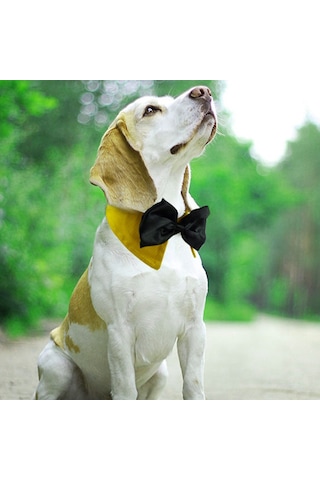 Homyl Ayarlanabilir Pet Köpek Tasması Köpekler Turuncu-s Turuncu