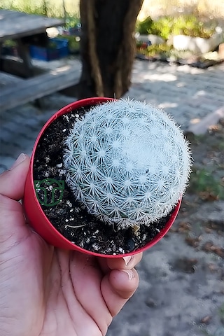 Mammillaria Candida Kaktüs Koleksiyonluk Nadir Tür