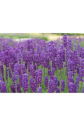 5 Adet Lavanta Fidanı Lavandula Officinalis. Dahil