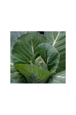Karadeniz Lahana Tohumu - 5 Gram
