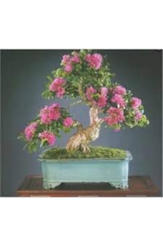 15 Adet Nadir Gül Ağaç Ağacı Bonsai Çiçeği Tohumu Saksı Toprak Sü