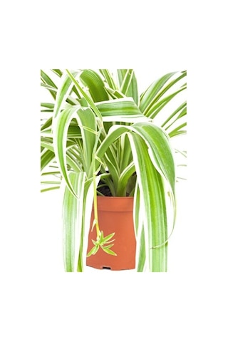 Alacalı Kurdele Çiçeği 15-25 Cm