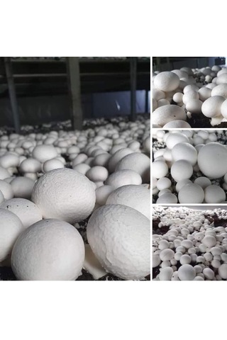 100 Ml Beyaz KüLür Mantarı Tohumu