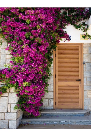 Pembe Begonvil Çiçeği 30 60 Cm 1 Adet Saksılı/ Tüplü Bahçe Bitkisi Bougainvillea Diğer