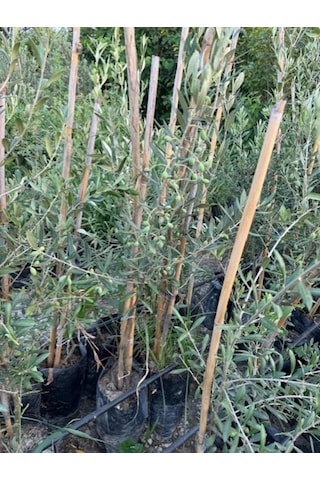 2 Yaş Çok Verimli Tüplü Koroneiki Zeytin Fidanı Meyve Verme Durumunda 100-120 Cm