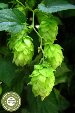 Yörem Afyon Meşhur Bilecik Pazaryeri Yerli Mahsul Şerbetçi Otu, Maya Otu Humulus Lupulus 30gr.