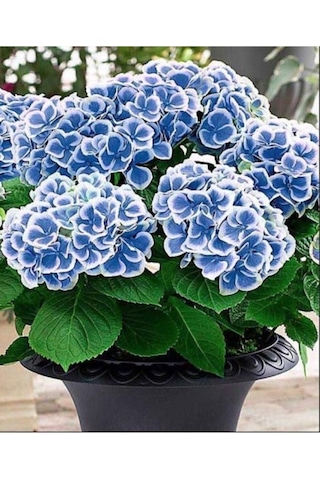 Ebruli Mavi Ortanca Çiçeği Fidanı 10-20 Cm Ebruli Mavi Ortanca Çiçeği Fidanı 10-20 Cm
