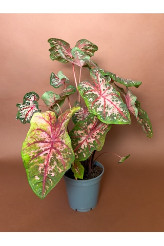 Caladium Caladium Bicolor 63 Cm Yeşil Pembe Yapraklı Form