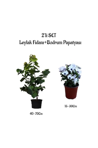 Mis Kokulu Leylak Fidanı+beyaz Bodrum Papatyası 2'li Bahçe Peyzaj Seti