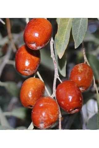 İğde Fidanı 150-200 Cm Tüplü