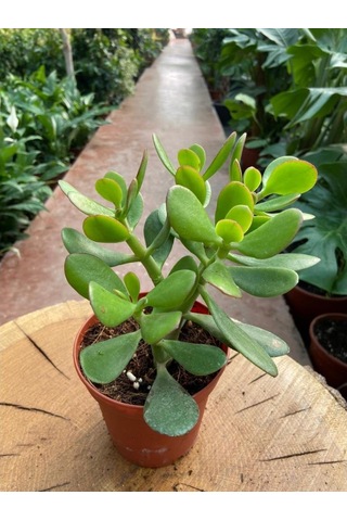 Crassula Ovata Para Çiçeği Fidanı 10-20 Cm
