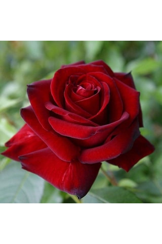 Tüplü Ve Aşılı Kırmızı Gül Fidanı Kökü 3 Yaş