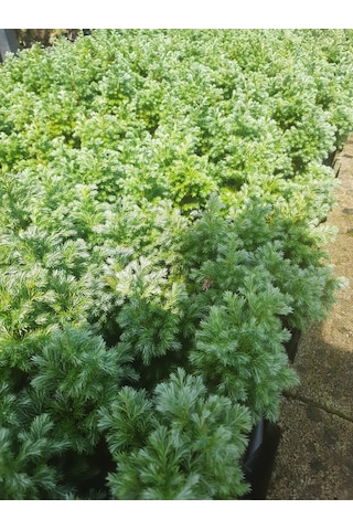 Boulevard Savara Yer Örtücü Yalancı Servi Fidanı 1-2 Yaş Arası