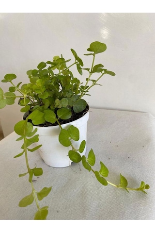 Sarı Kız Altın Kolye Çiçeği 1 Adet 8,5 Saksıda 10-15cm