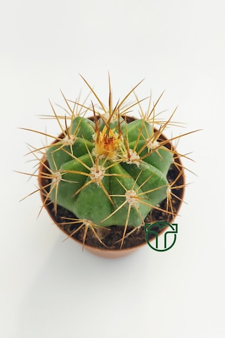 Melokaktus Matanzanus Kaktüs Özel Tür 5.5 Cm Saksida