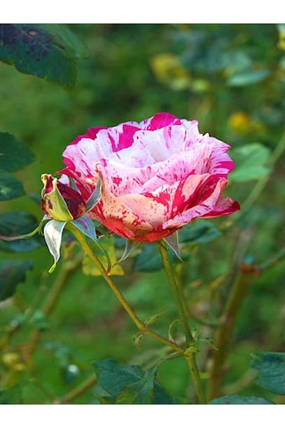 Yediveren Çift Renkli Türkiyem Kokulu Gül 30 70 Cm 1 Adet Saksılı Aşılı Gül Rose Of Turkey