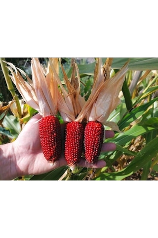 Kırmızı Mini Çilek Mısırı Tohumu