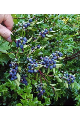 Yaban Mersini Fidanı 3-4 Yaş 80-100 Cm