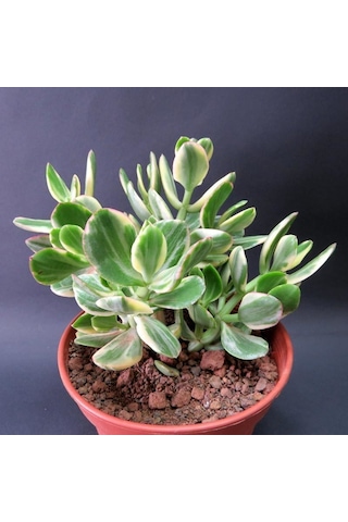 Serada Decor Plant Crassula Ovata Variegata Para Ağacı Jade Plant