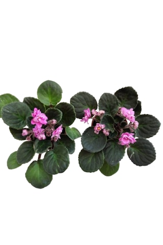 2 Adet Katmerli Afrika Menekşesi Yerli Üretim Pembe Renk