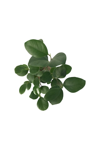 Ficus Bonsai - Ev ve Ofis Bitkisi N11.75