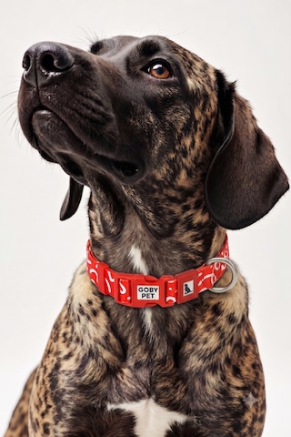 Köpekler İçin Dayanıklı Ve Güvenli, Desenli Boyun Tasması 25mm Kırmızı