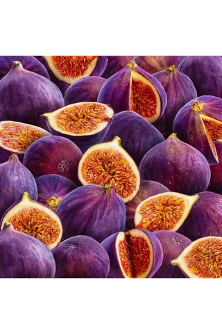 Mor Fatih İncir Fidanı 20-40 Cm Saksılı