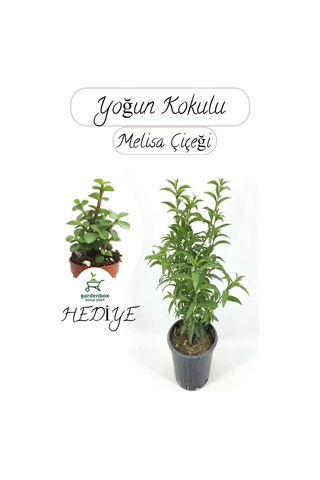 Kokulu Melisa Çiçeği Saksılı 30-50cm +yeşim Para Çiçeği Hediye