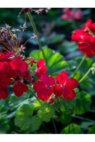 Videolu Canlı Kırmızı Premium 1 Adet Sardunya Çiçeği 15-40cm Saksılı Geranium