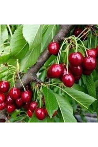 5 Adet Tohum Nadir Vişne Ağaç Tohumu Vişne Ağacı Tohumu Reçellik