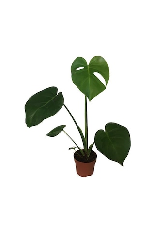 Monstera Deliciosa Deve Tabanı 60-70 Cm Tek Köklü