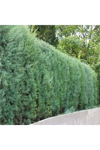 Tüplü Mavi Servi Fidanı Cupressus Arizonica - Herdem Yeşil Canlı Çam Ağacı Fidanı 80-100 Cm
