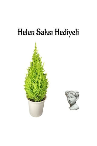 Limon Kokulu Limon Çamı Sevgililer Gününe Özel Helen Saksı Hediyeli