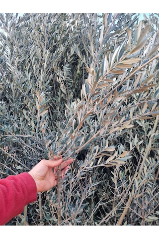 Gemlik Trilye Zeytin Fidanı 5 Yaş 1,5 Metre Boy