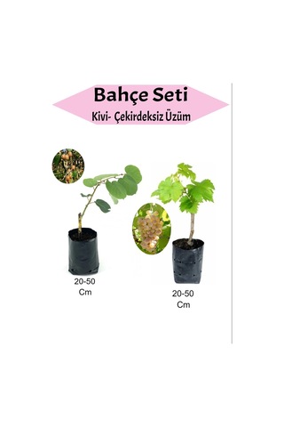 2'li Set Kivi+ Çekirdeksiz Sarı Üzüm Fidanı