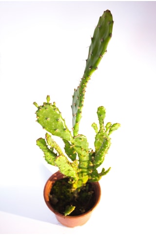 Opuntia Monacantha İnciri Kaktüsü Tekli 8,0 Cm Saksıda
