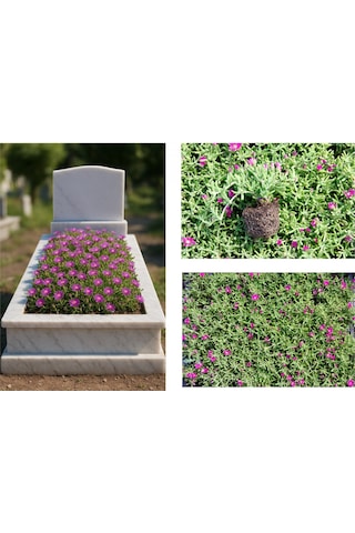 Mezar - Kabir Çiçekli Bitki Seti - 90 Adet Yer Örtücü Bitki Acem