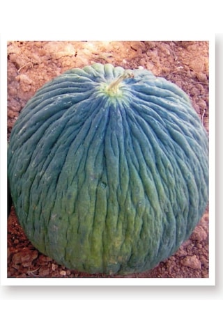 AGRodal Tarım Ata Tohumu Yerli Doğal Ankara Kavunu Hasanbey 100 Ad